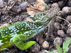 Kinyongia multituberculata