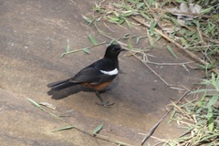 Thamnolaea cinnamomeiventris