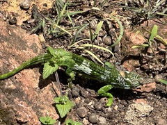 Kinyongia multituberculata