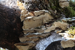 Rigidoporus populinus