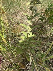 Hyptis capitata