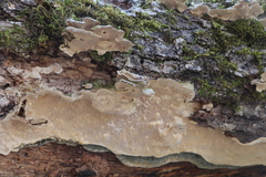 Rigidoporus populinus
