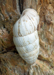 Cerion incanum