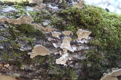 Rigidoporus populinus