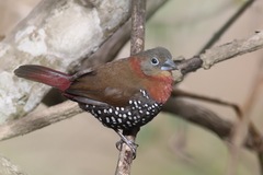 Hypargos niveoguttatus