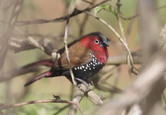 Hypargos niveoguttatus