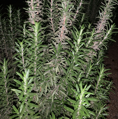 Linochilus rosmarinifolius