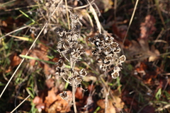 Camassia leichtlinii