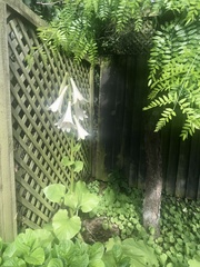 Cardiocrinum giganteum