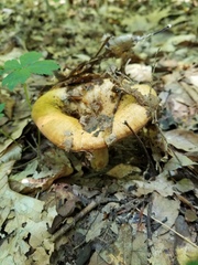 Lactarius yazooensis