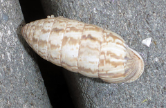 Cerion incanum