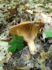 Lactarius yazooensis