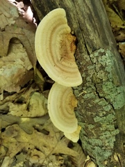 Metuloidea reniformis