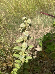 Hyptis capitata