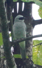 Coracina papuensis hypoleuca