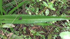 Furcraea hexapetala