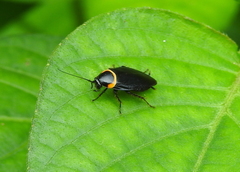 Hemithyrsocera palliata