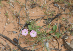 Convolvulus remotus