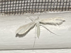 Hellinsia homodactylus