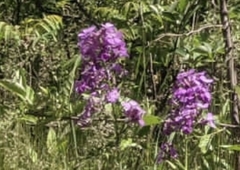 Linaria elegans