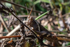 Xenocatantops humilis