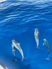 Stenella longirostris