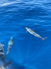 Stenella longirostris