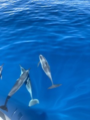 Stenella longirostris