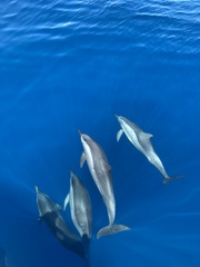 Stenella longirostris