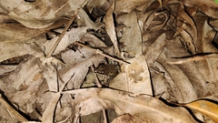 Leptodactylus fragilis