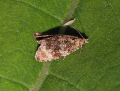 Syricoris lacunana