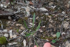 Tetraneuris linearifolia