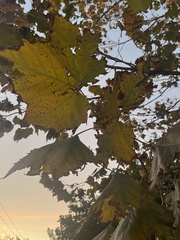 Platanus