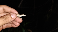 Anolis sericeus
