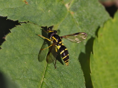 Xanthogramma
