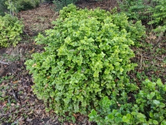 Prunus ilicifolia