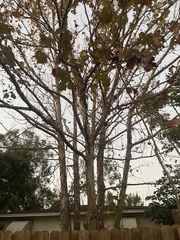 Platanus