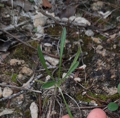 Tetraneuris linearifolia