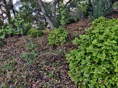 Prunus ilicifolia