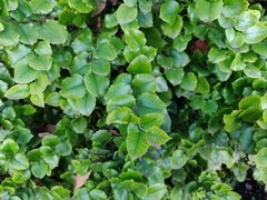 Prunus ilicifolia