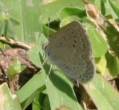 Zizeeria knysna knysna