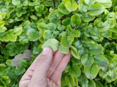 Prunus ilicifolia