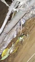 Lithobates vaillanti