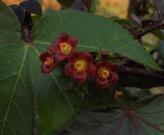 Jatropha gossypiifolia