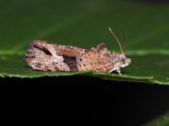 Eudemis