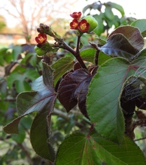 Jatropha gossypiifolia