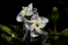 Tabernaemontana pachysiphon