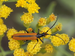 Stenoderus suturalis
