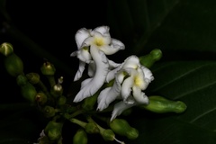 Tabernaemontana pachysiphon