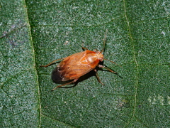 Agnocoris